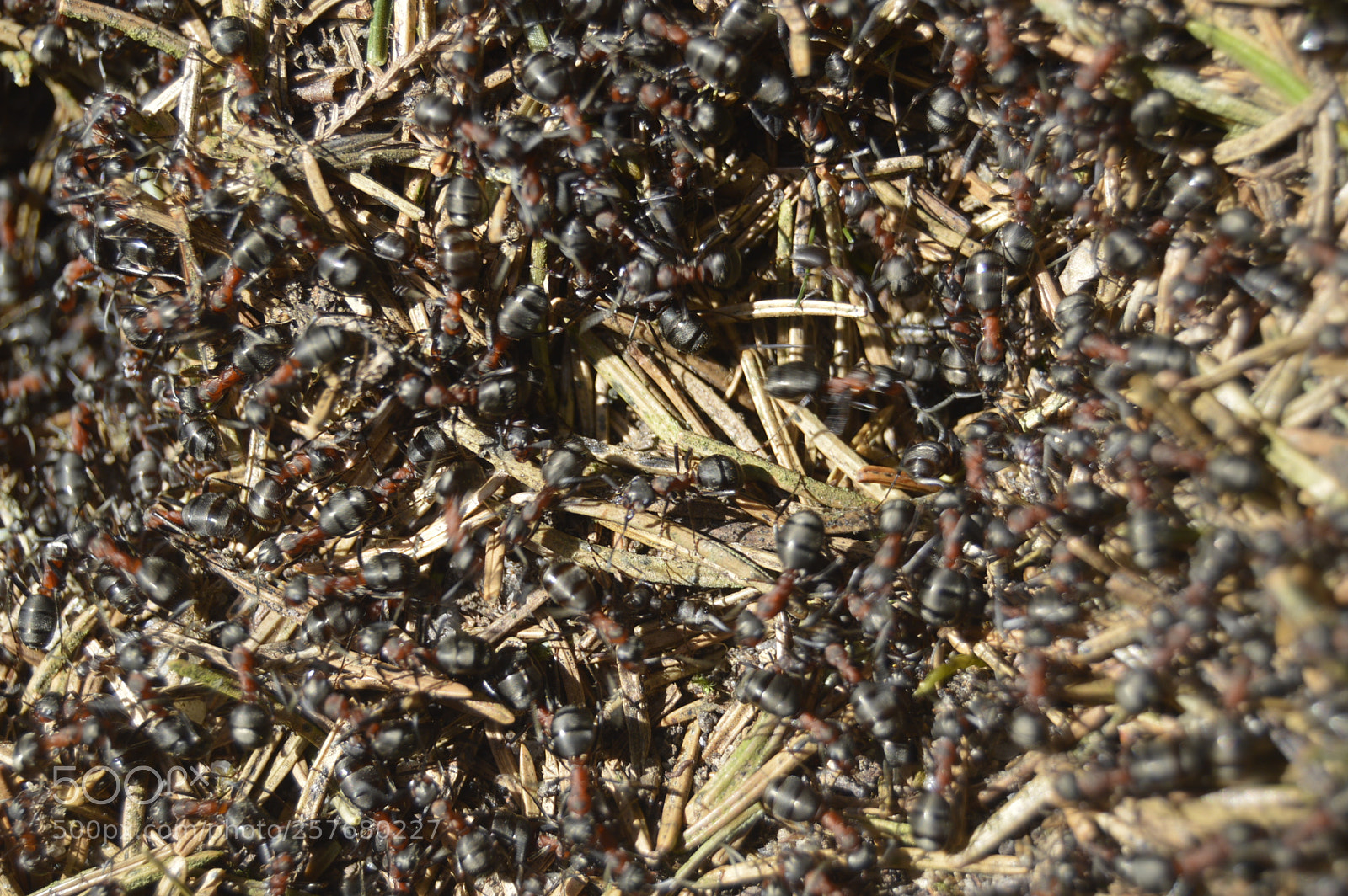 Nikon D3200 sample photo. Skøn natur photography