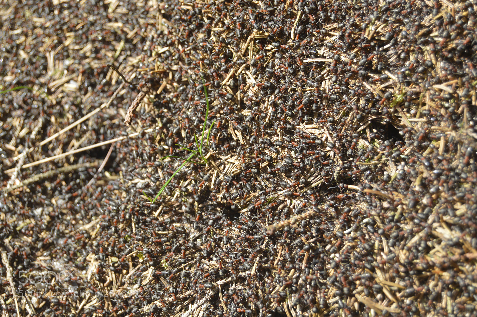 Nikon D3200 sample photo. Skøn natur photography
