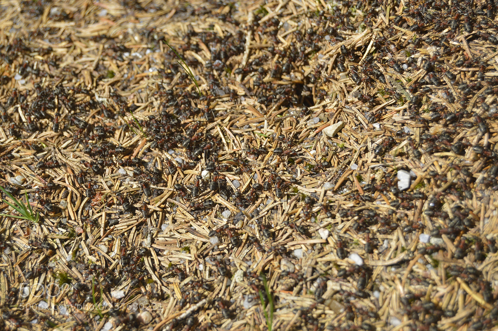 Nikon D3200 sample photo. Skøn natur photography