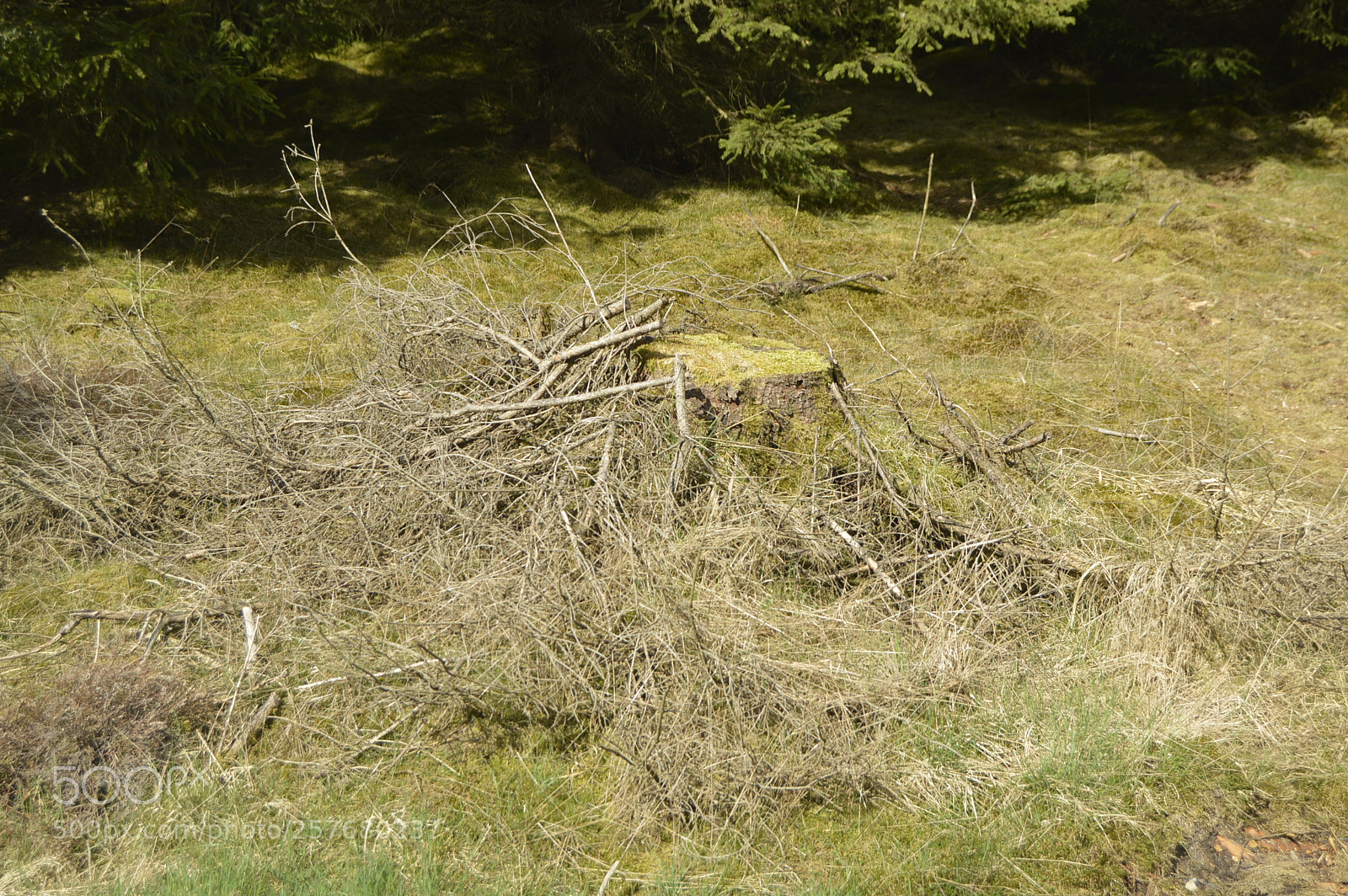 Nikon D3200 sample photo. Skøn natur photography