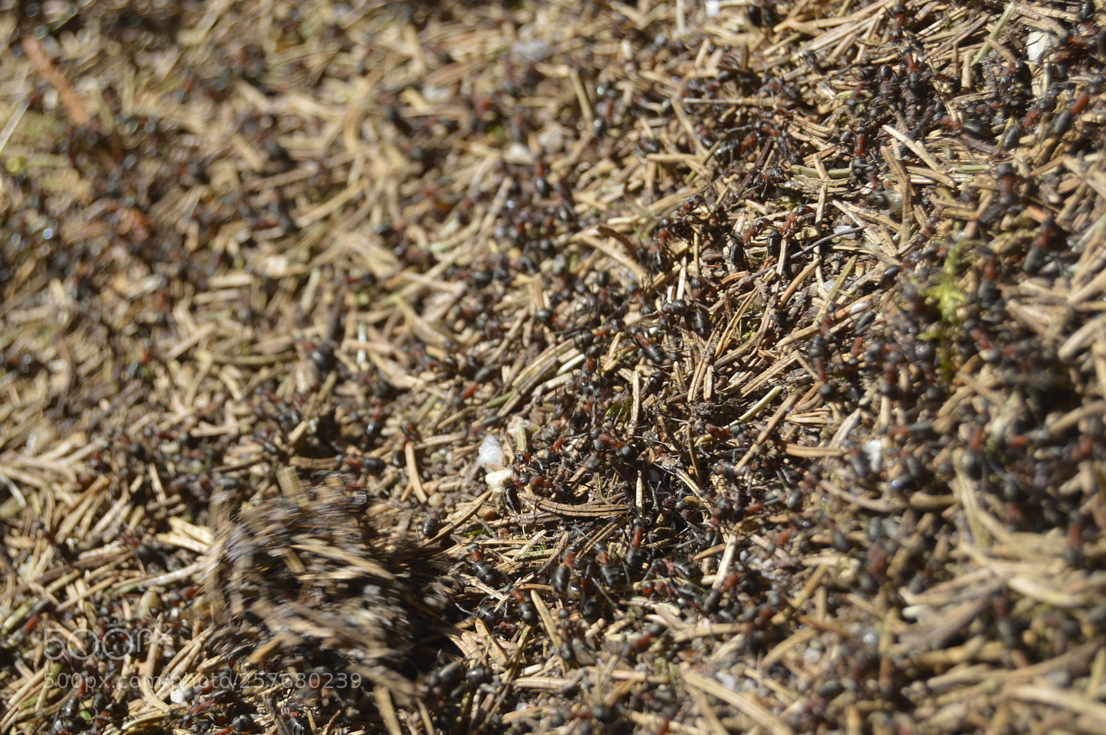 Nikon D3200 sample photo. Skøn natur photography