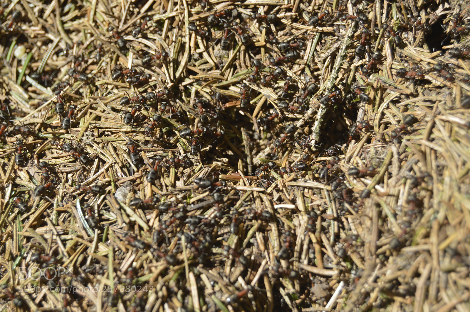 Nikon D3200 sample photo. Skøn natur photography
