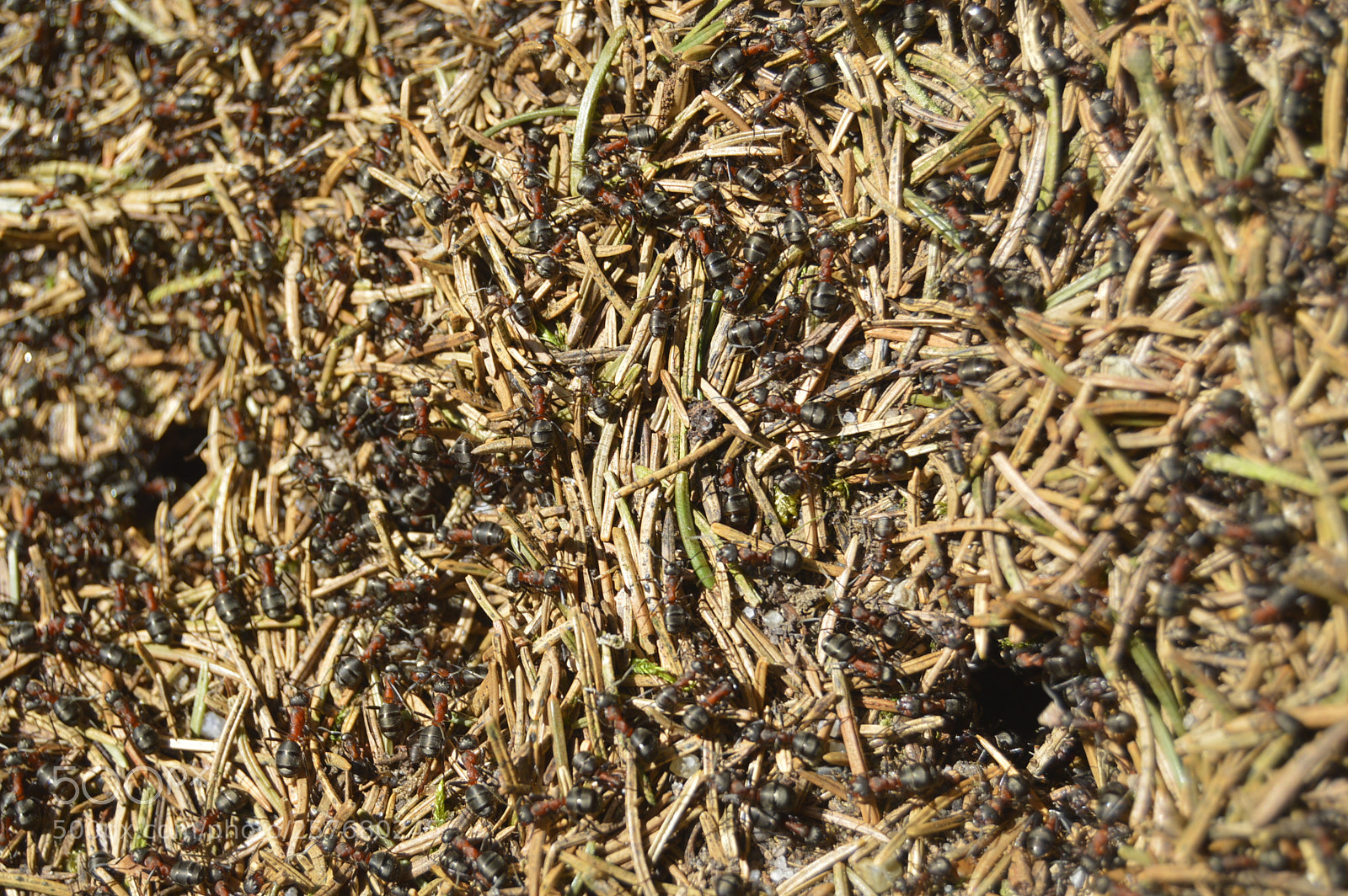 Nikon D3200 sample photo. Skøn natur photography