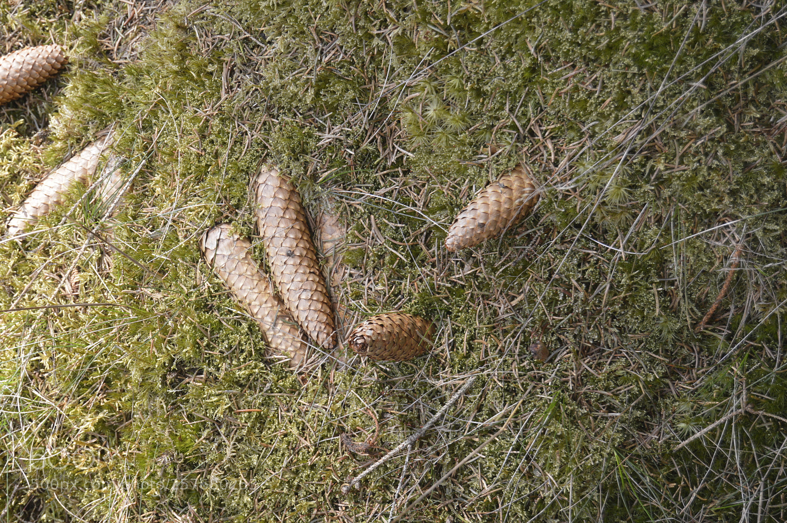 Nikon D3200 sample photo. Skøn natur photography