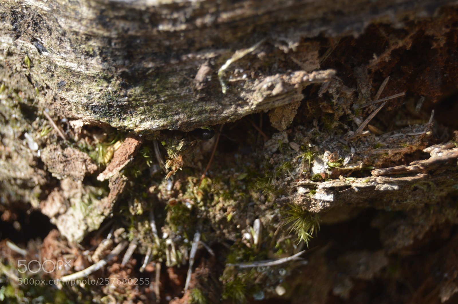 Nikon D3200 sample photo. Skøn natur photography