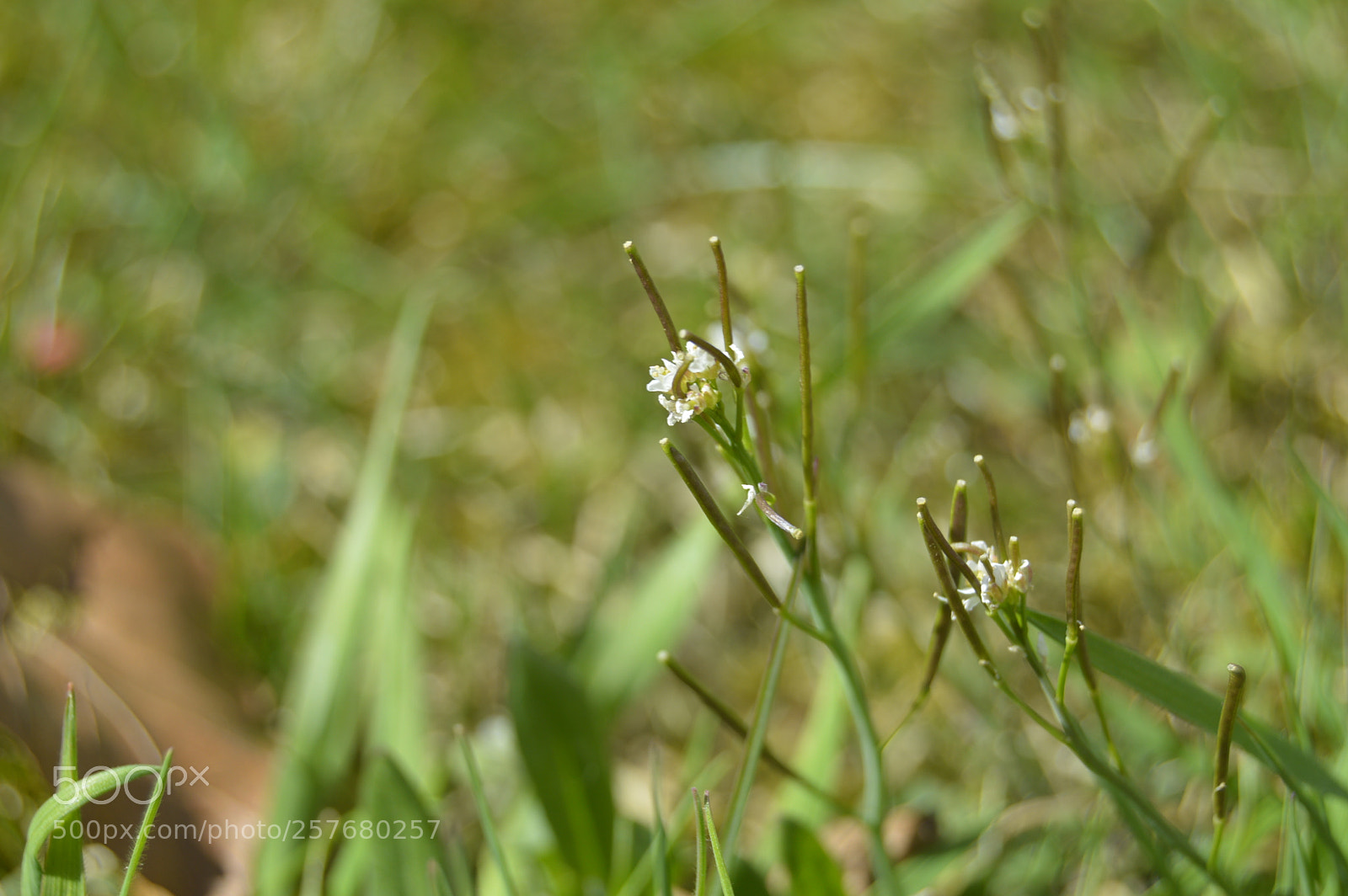 Nikon D3200 sample photo. Skøn natur photography