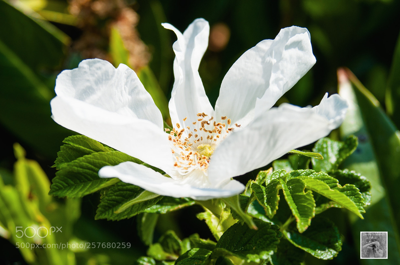 Nikon D5000 sample photo. White beauty photography