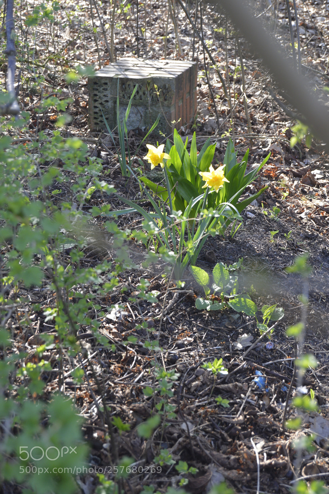 Nikon D3200 sample photo. Skøn natur photography