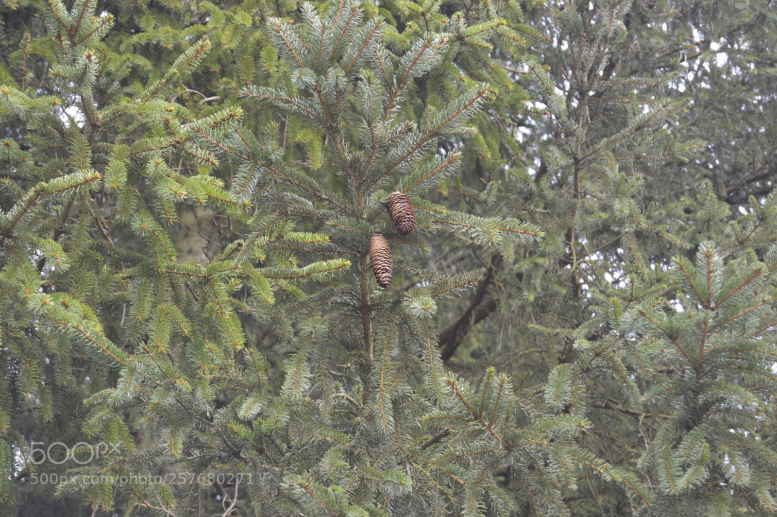 Nikon D3200 sample photo. Skøn natur photography