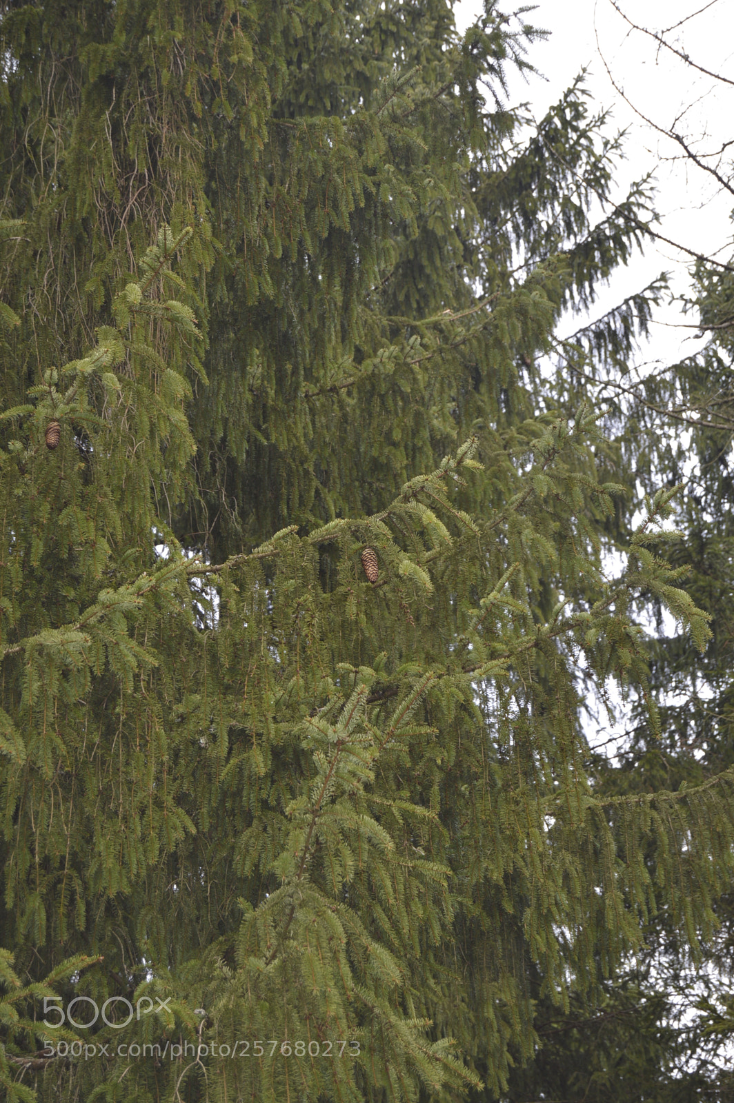 Nikon D3200 sample photo. Skøn natur photography