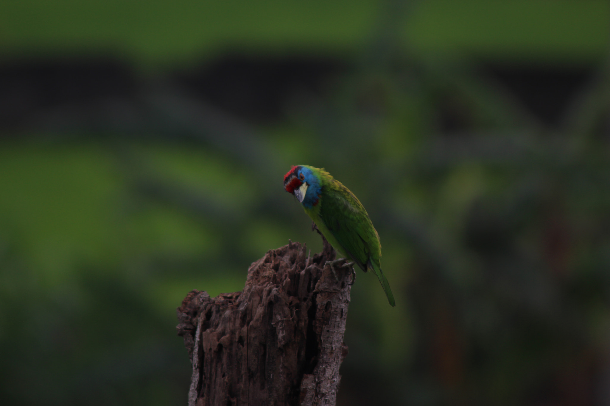 Canon EOS 700D (EOS Rebel T5i / EOS Kiss X7i) + Canon EF 75-300mm F4.0-5.6 IS USM sample photo. Woodpecker photography