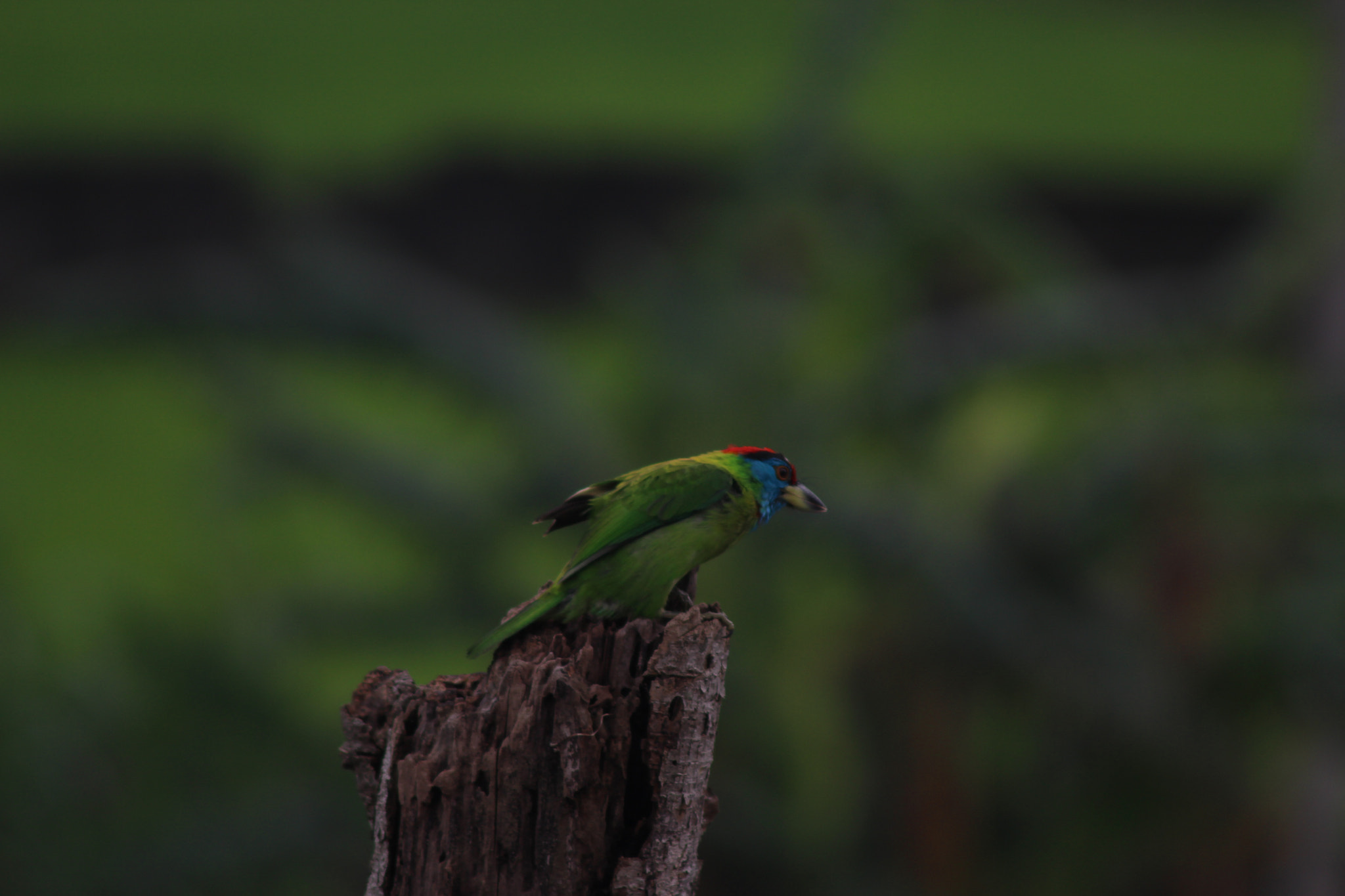 Canon EOS 700D (EOS Rebel T5i / EOS Kiss X7i) + Canon EF 75-300mm F4.0-5.6 IS USM sample photo. Bird photography