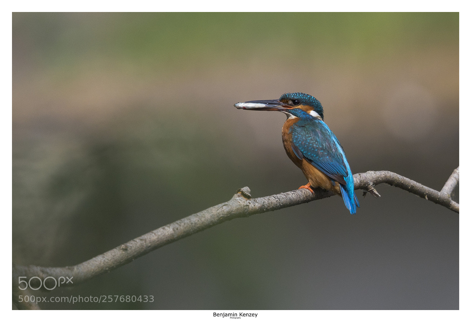 Canon EOS 5D Mark IV sample photo. Martin pêcheur, femelle photography
