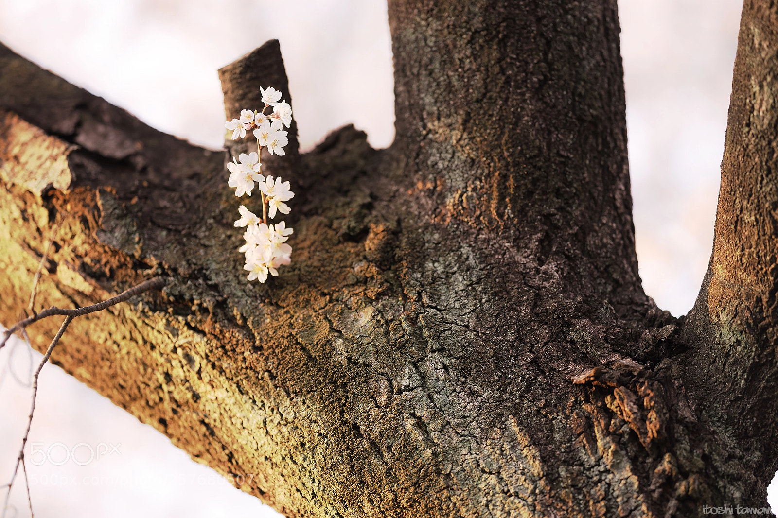 Sony a7 II sample photo. Sakura photography