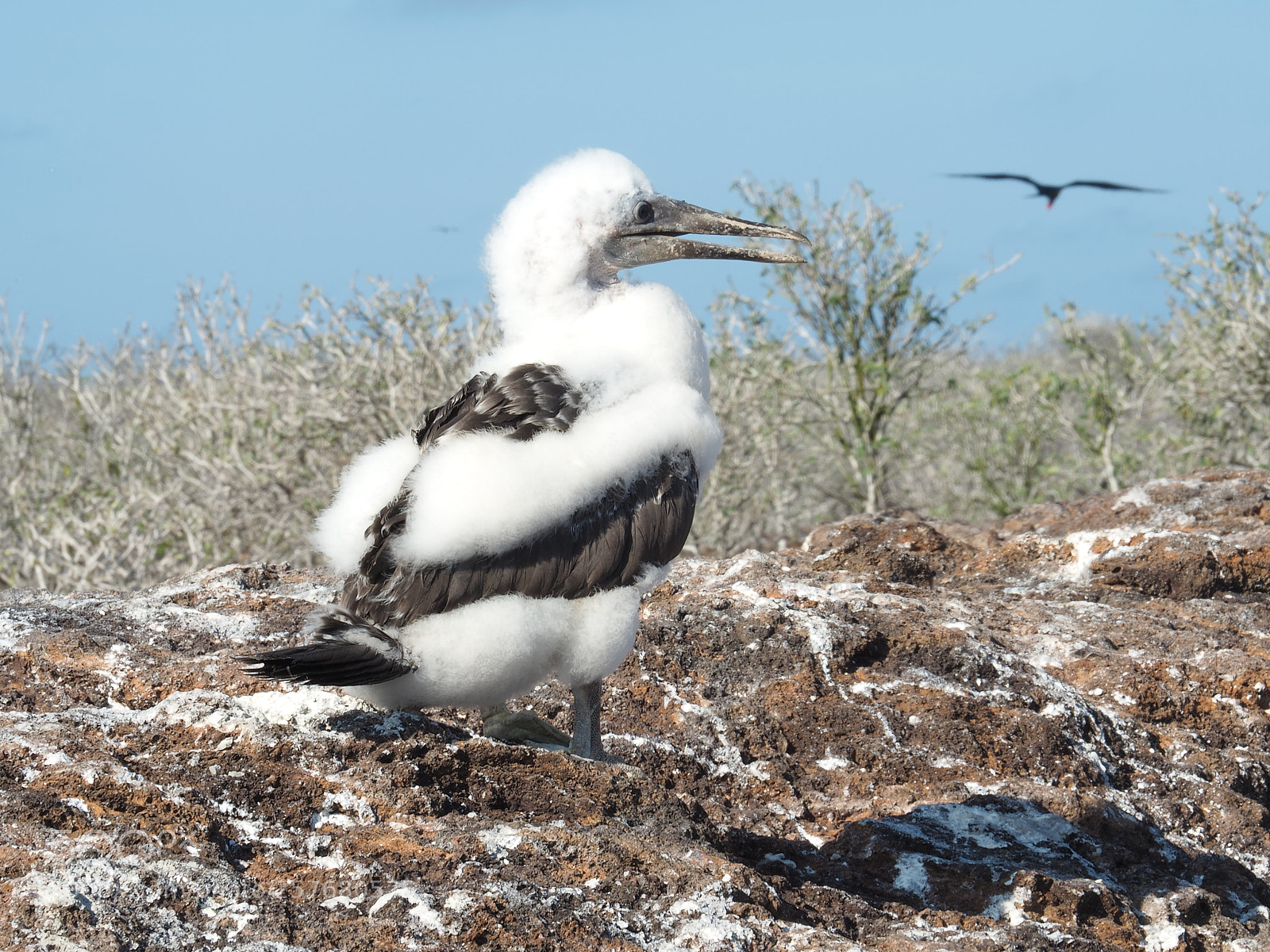 Olympus OM-D E-M5 II sample photo. Baby frigatebird photography