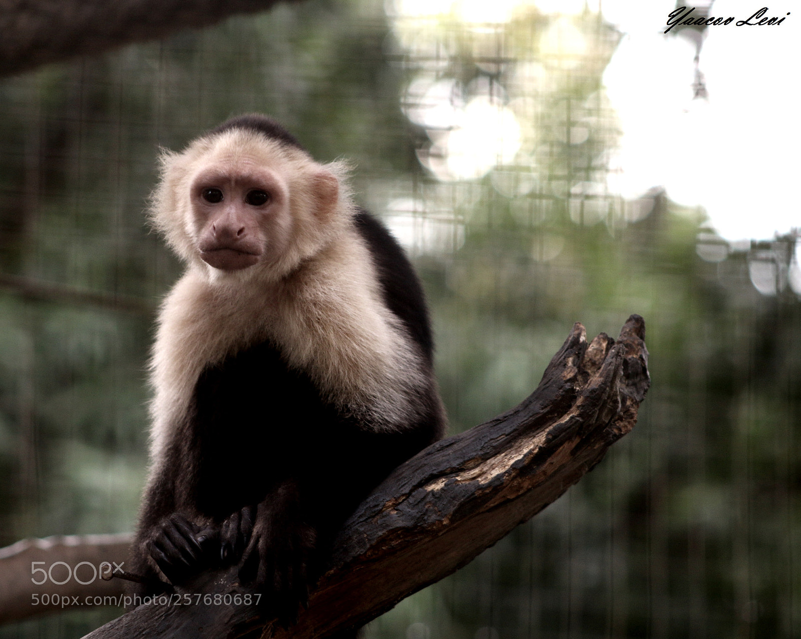 Canon EOS 70D sample photo. Mono de cara blanca photography