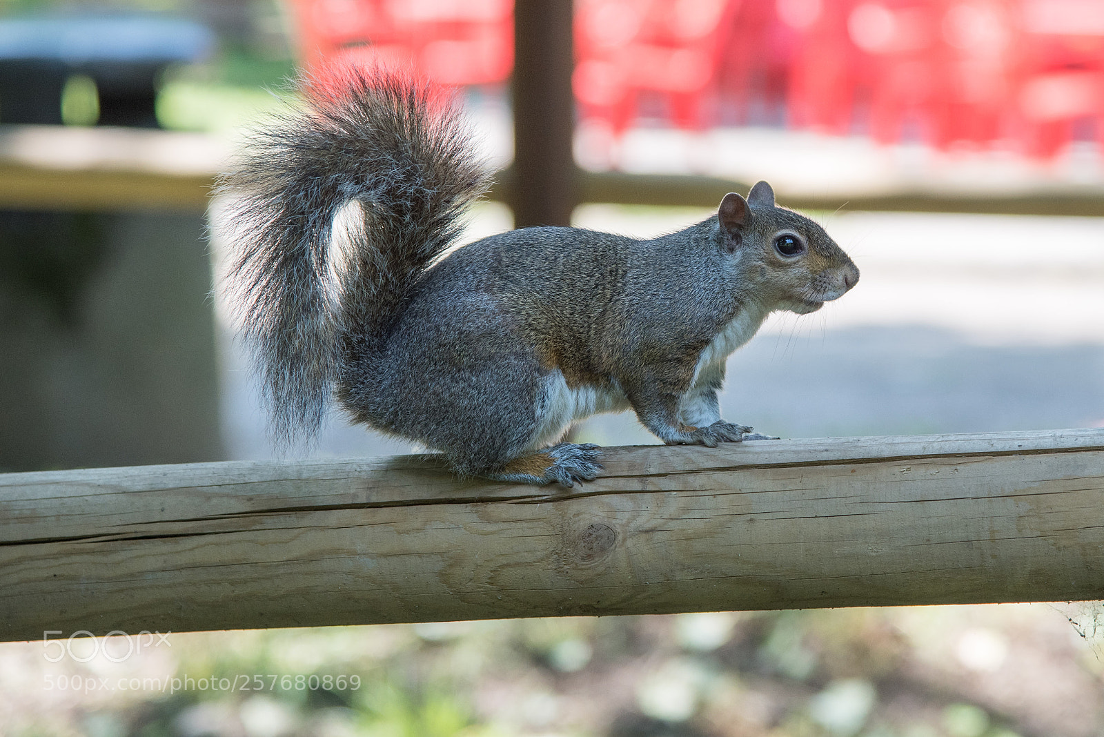 Nikon D750 sample photo. Squirrel photography