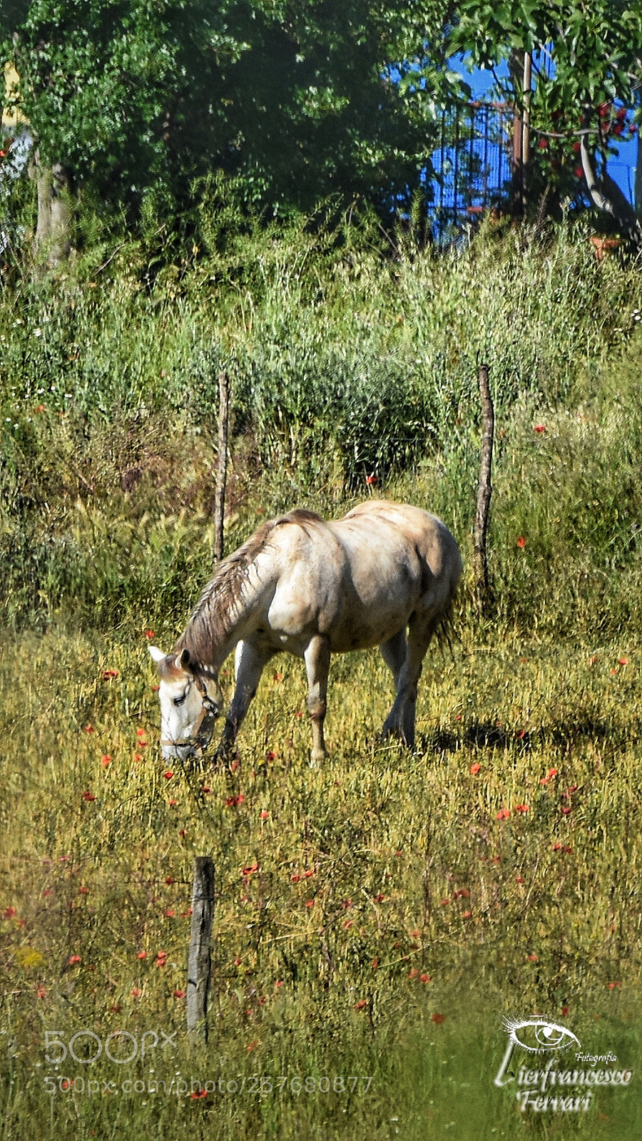 Nikon D7200 sample photo. Buona domenica da gina photography