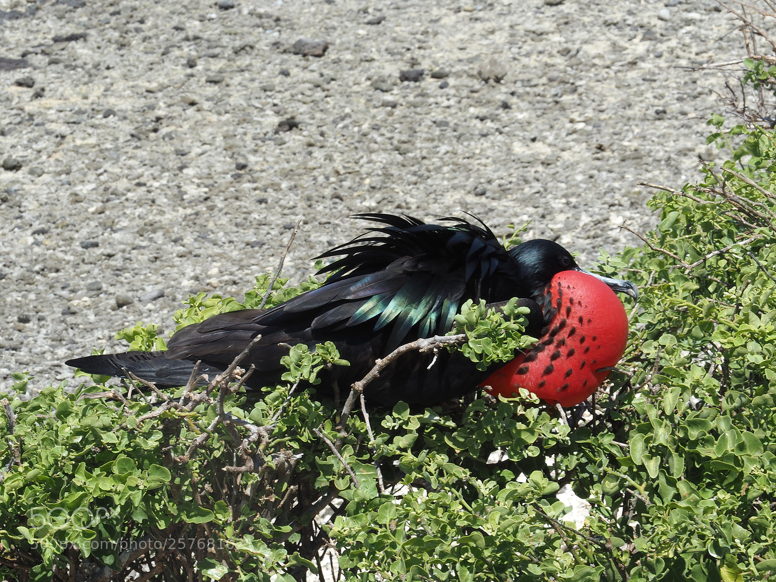 Olympus OM-D E-M5 II sample photo. Male frigatebird photography
