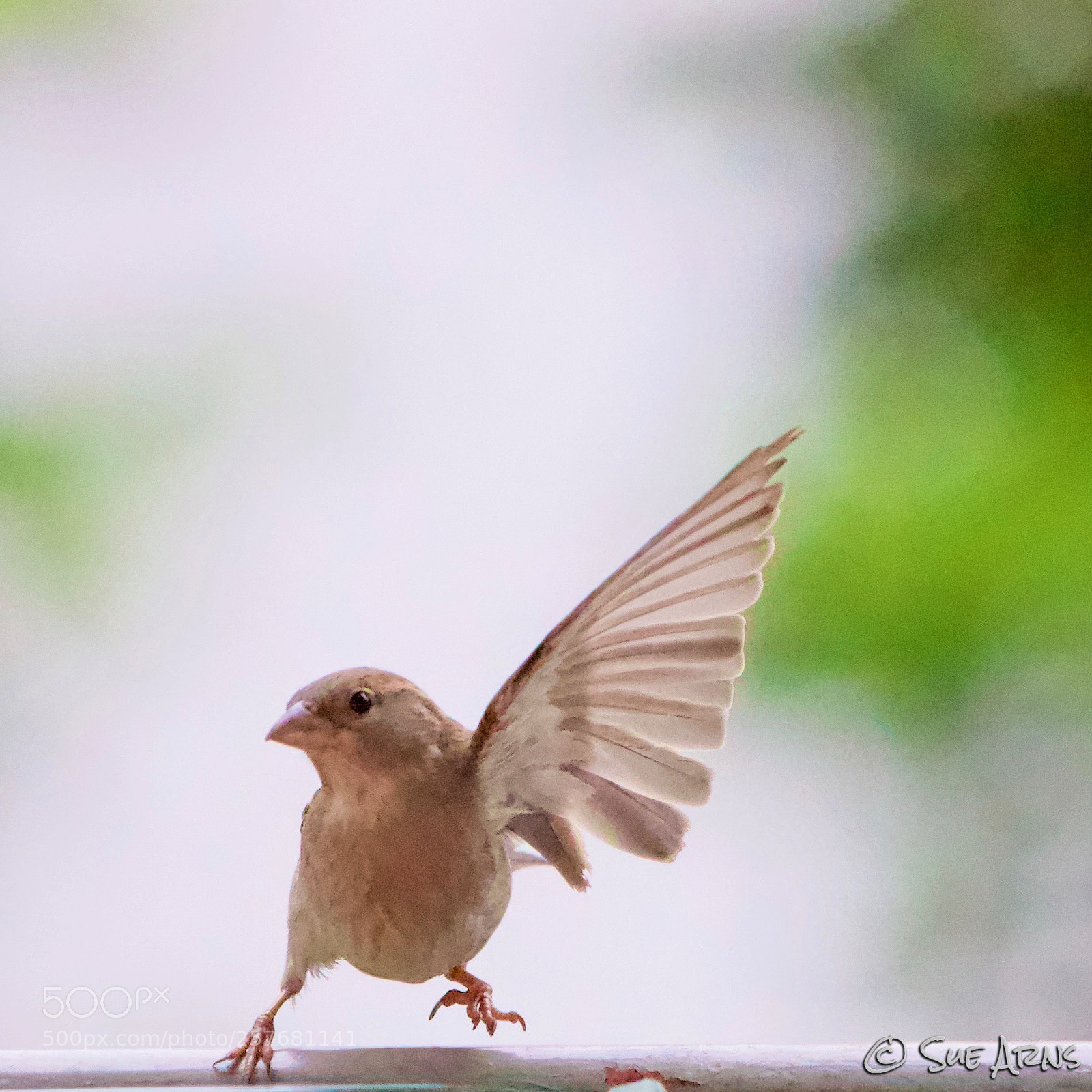 Canon EOS-1D X Mark II sample photo. Hello taxi photography