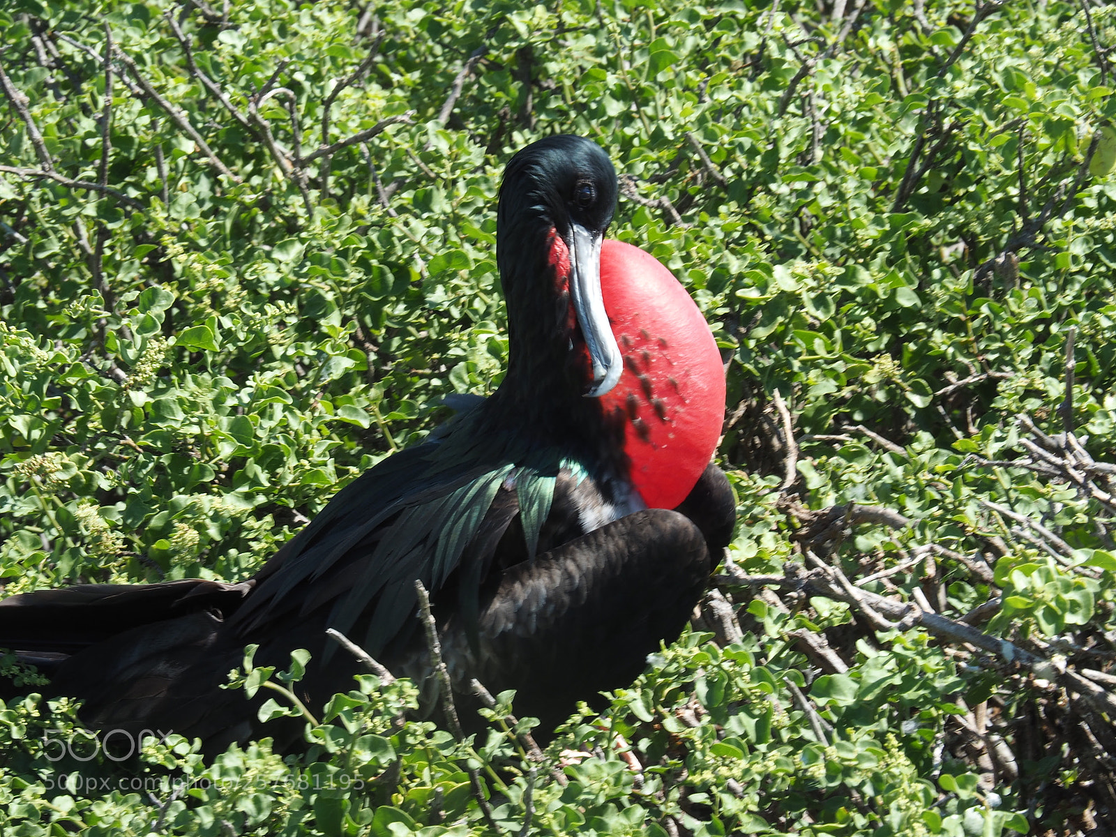 Olympus OM-D E-M5 II sample photo. Mating season in the photography