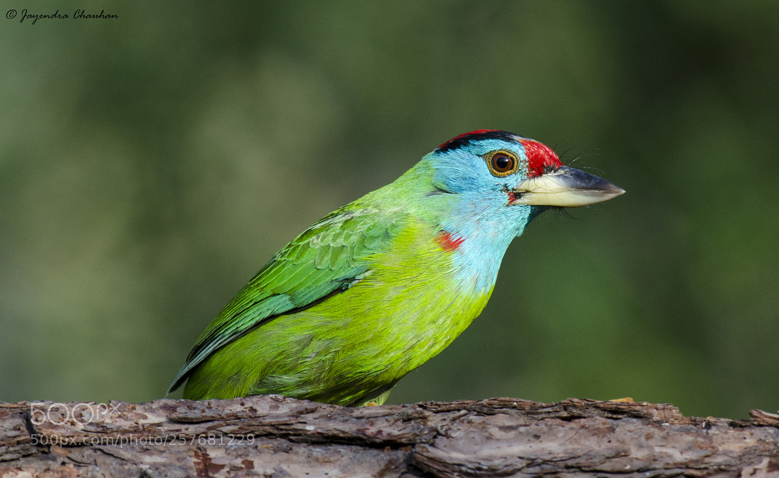 Nikon D5100 sample photo. Blue throated barbet photography