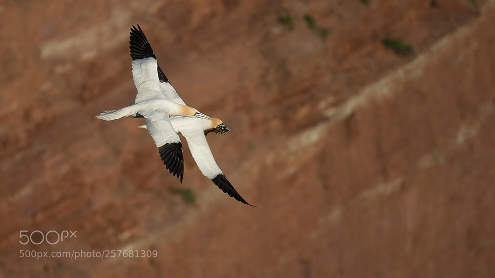 Canon EOS 70D sample photo. Jan van gent northern photography