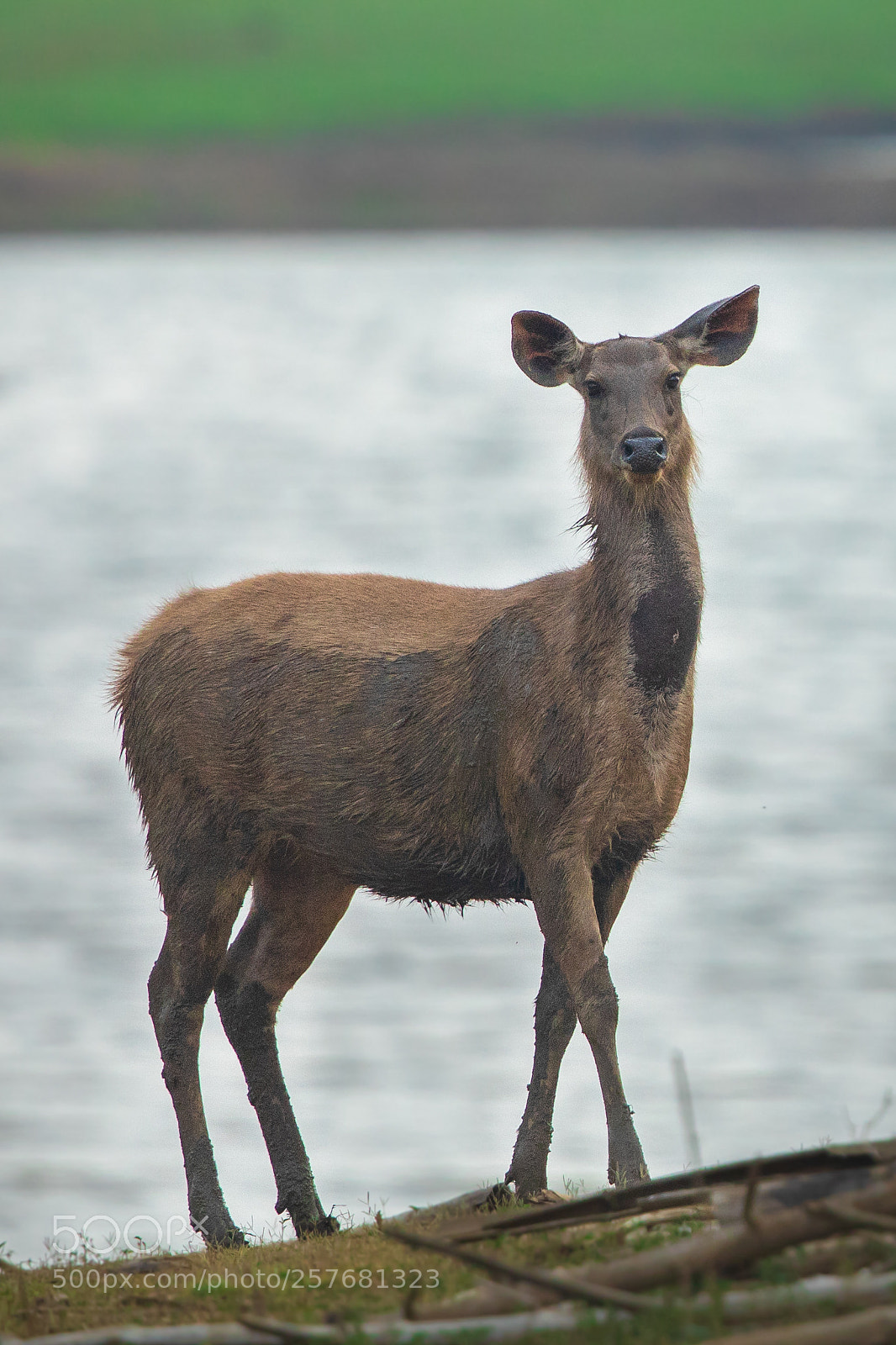 Canon EOS 5D Mark IV sample photo. Sambaedeer photography