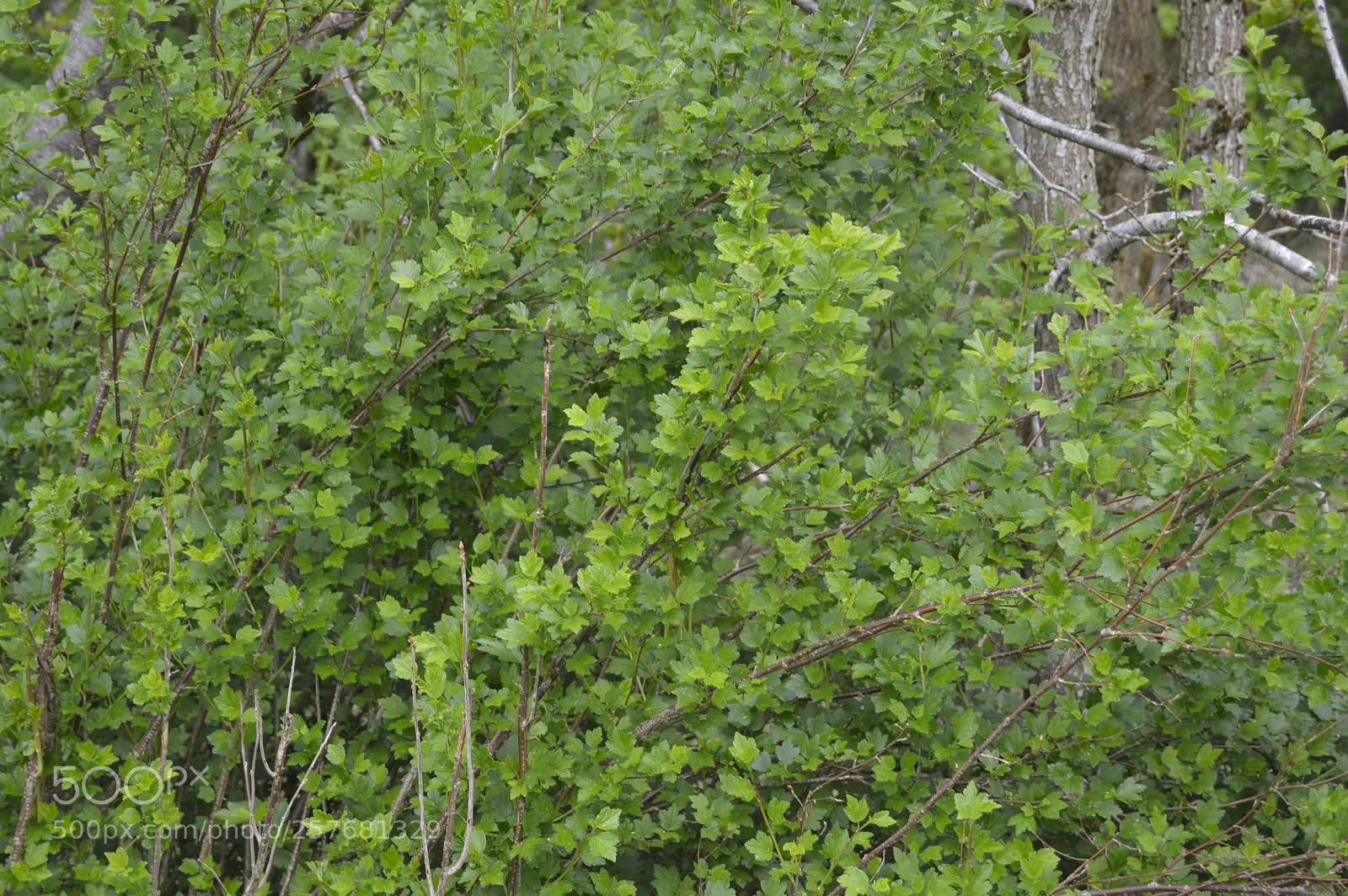Nikon D3200 sample photo. Skøn natur photography