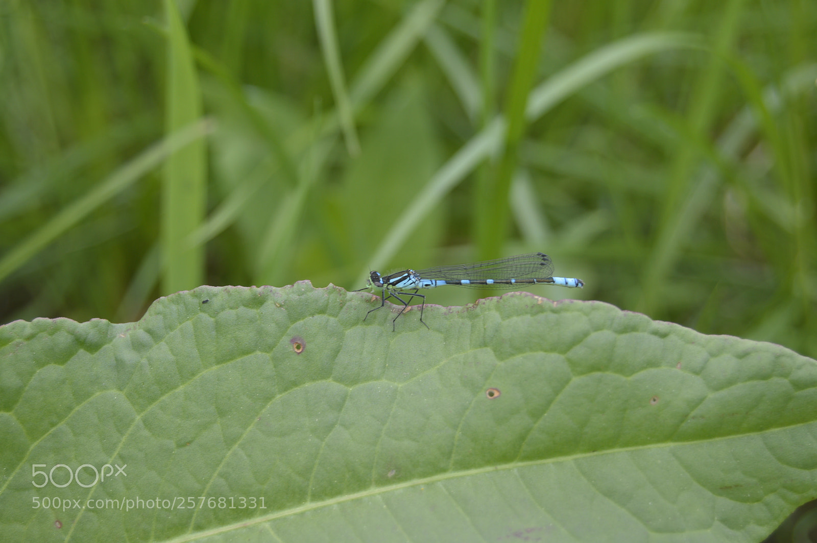 Nikon D3200 sample photo. Skøn natur photography