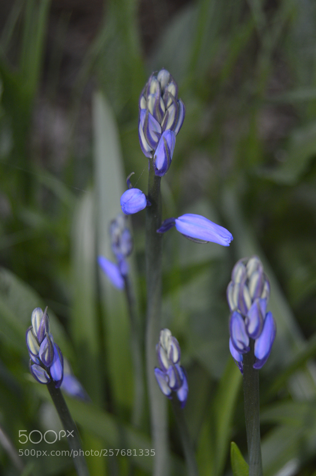 Nikon D3200 sample photo. Skøn natur photography