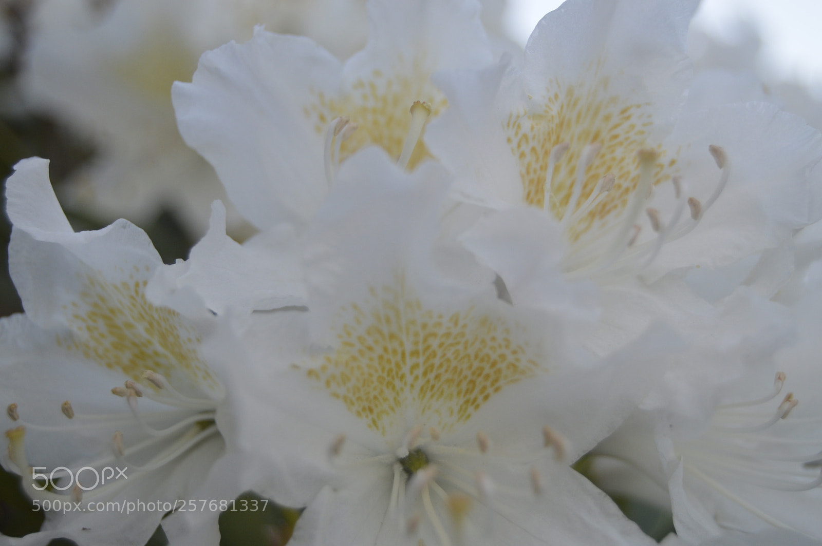 Nikon D3200 sample photo. Skøn natur photography