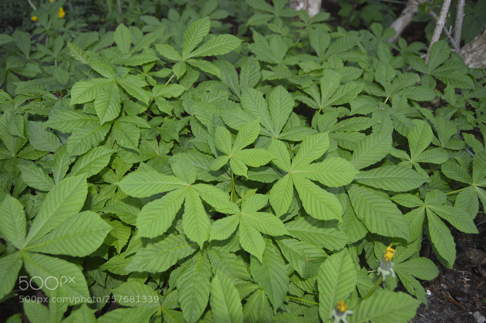 Nikon D3200 sample photo. Skøn natur photography