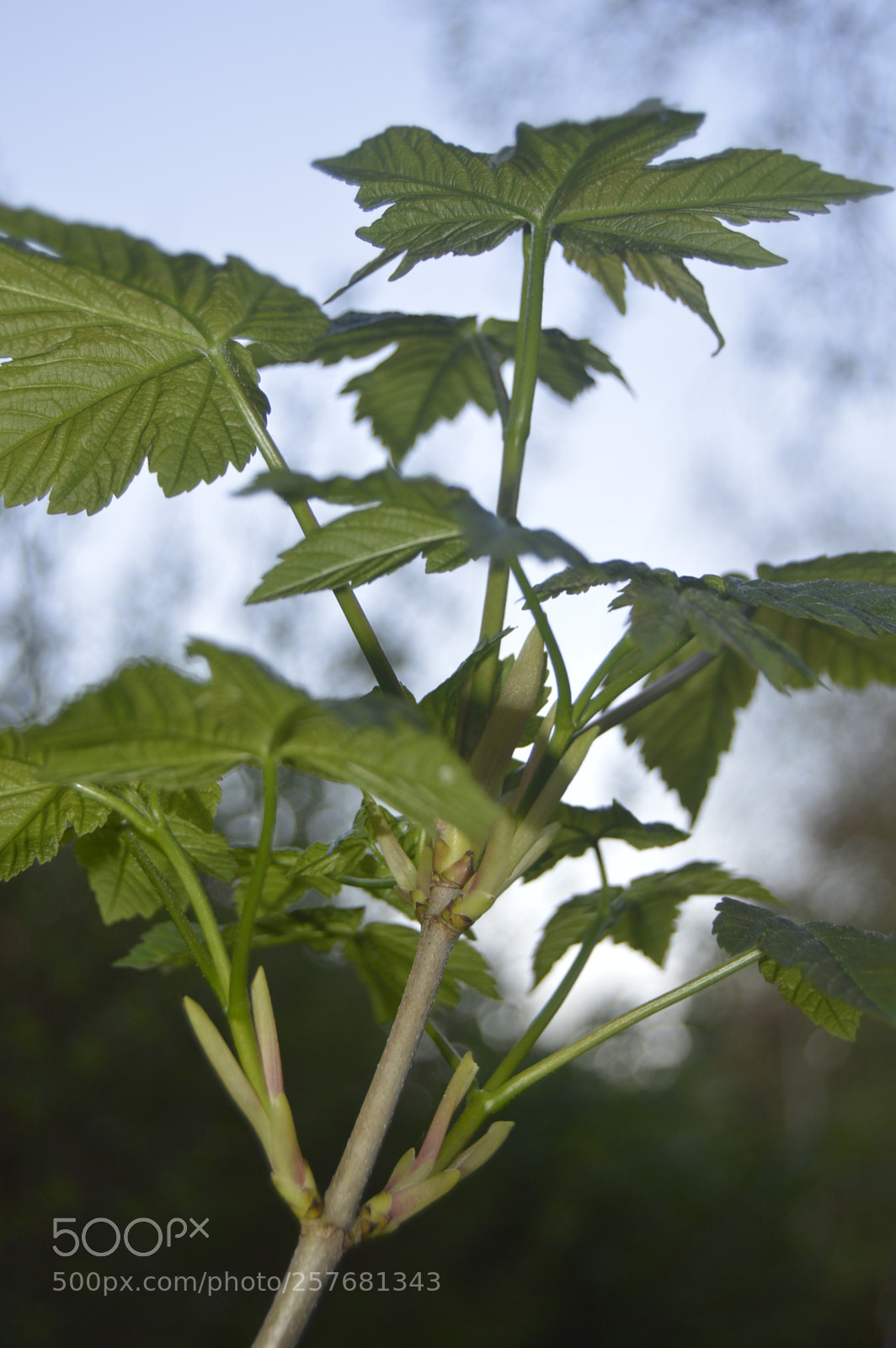 Nikon D3200 sample photo. Skøn natur photography