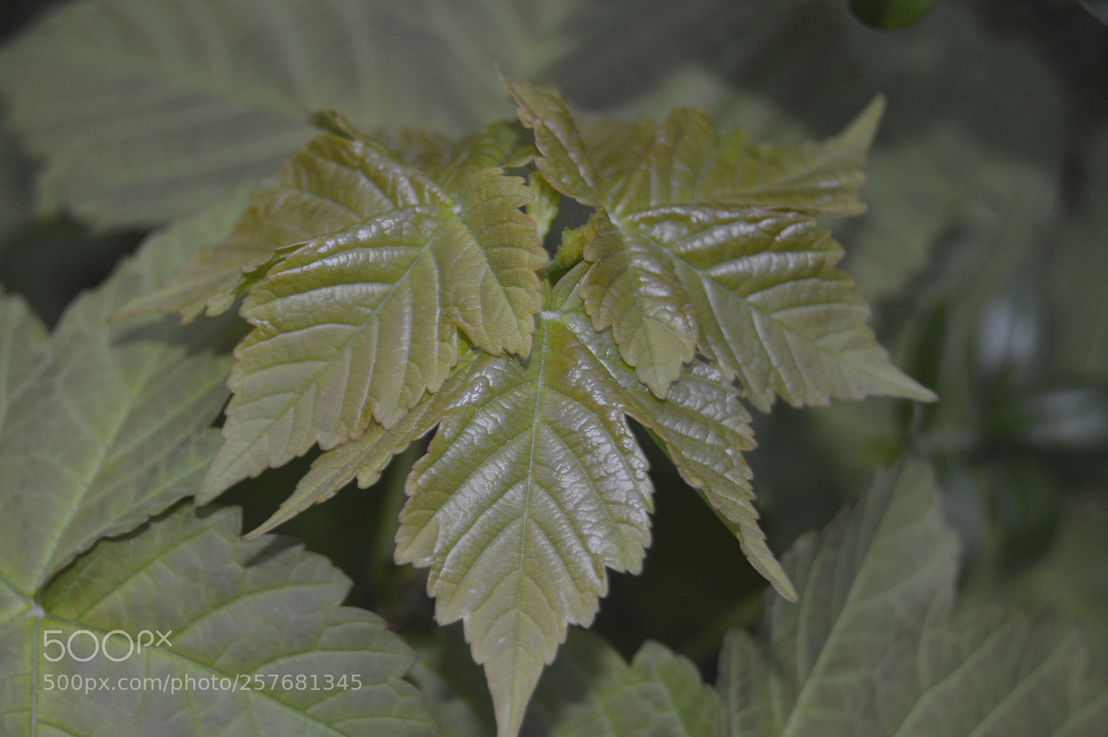 Nikon D3200 sample photo. Skøn natur photography