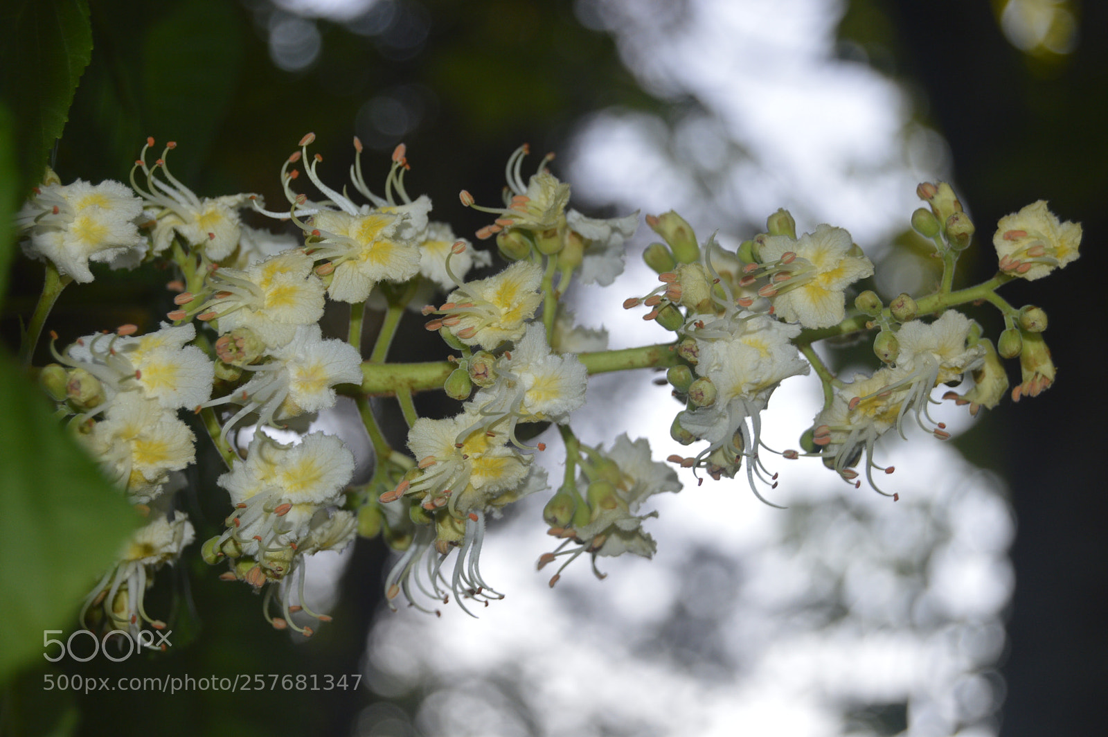 Nikon D3200 sample photo. Skøn natur photography