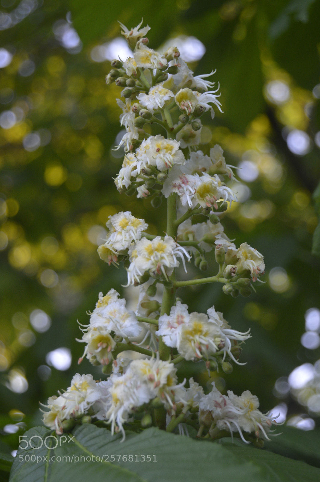 Nikon D3200 sample photo. Skøn natur photography