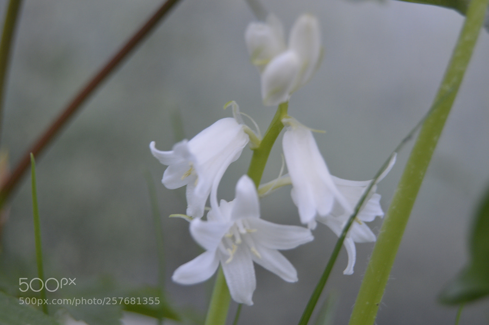 Nikon D3200 sample photo. Skøn natur photography