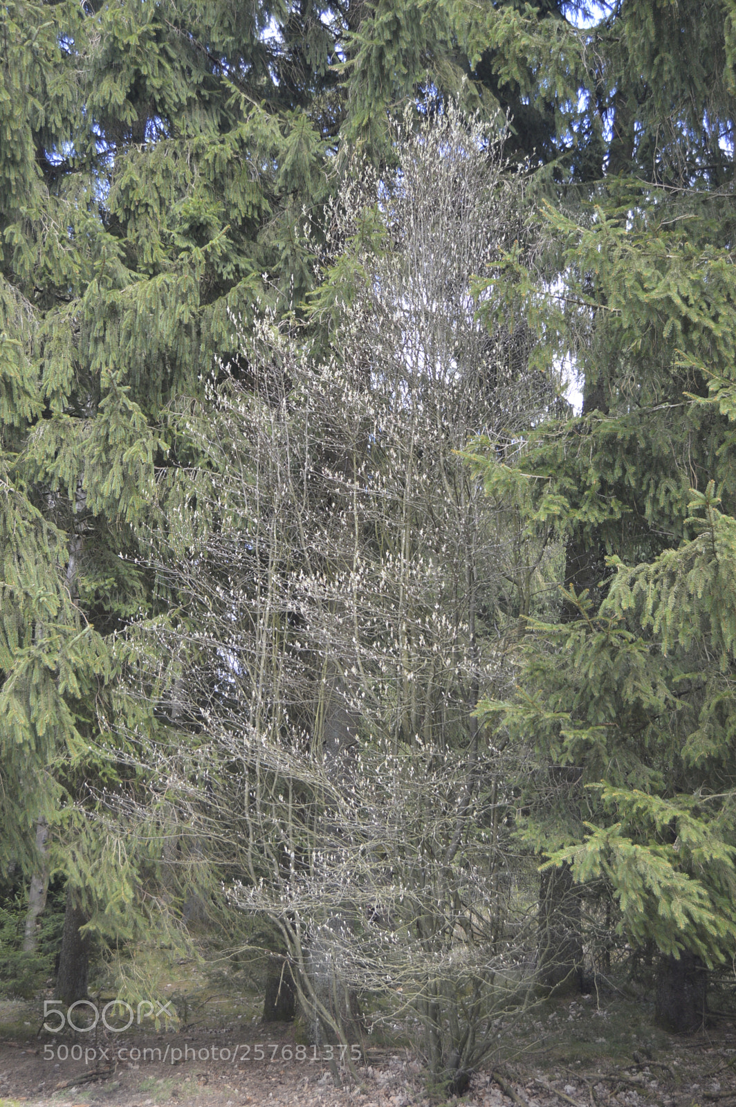 Nikon D3200 sample photo. Skøn natur photography