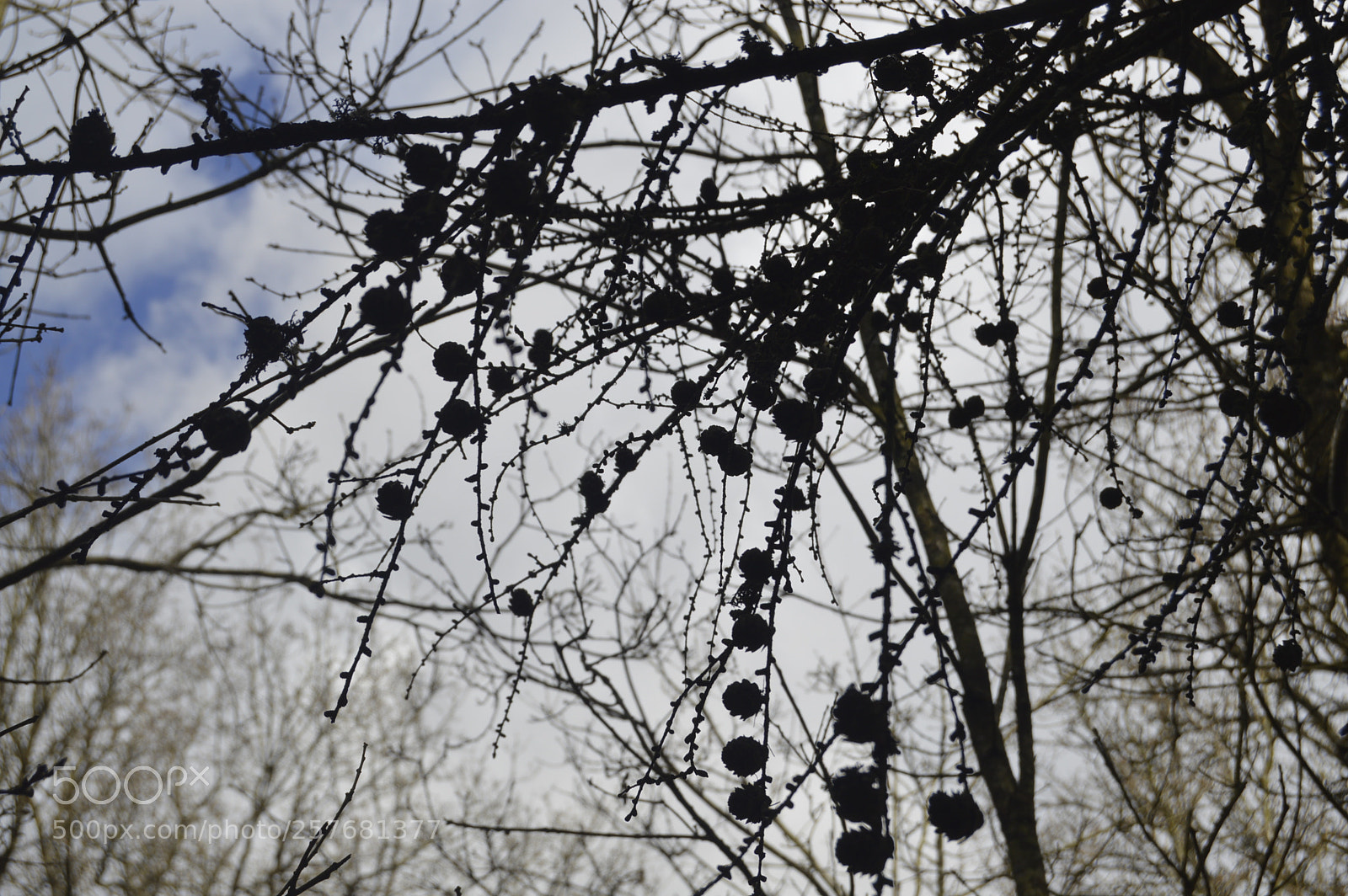 Nikon D3200 sample photo. Skøn natur photography