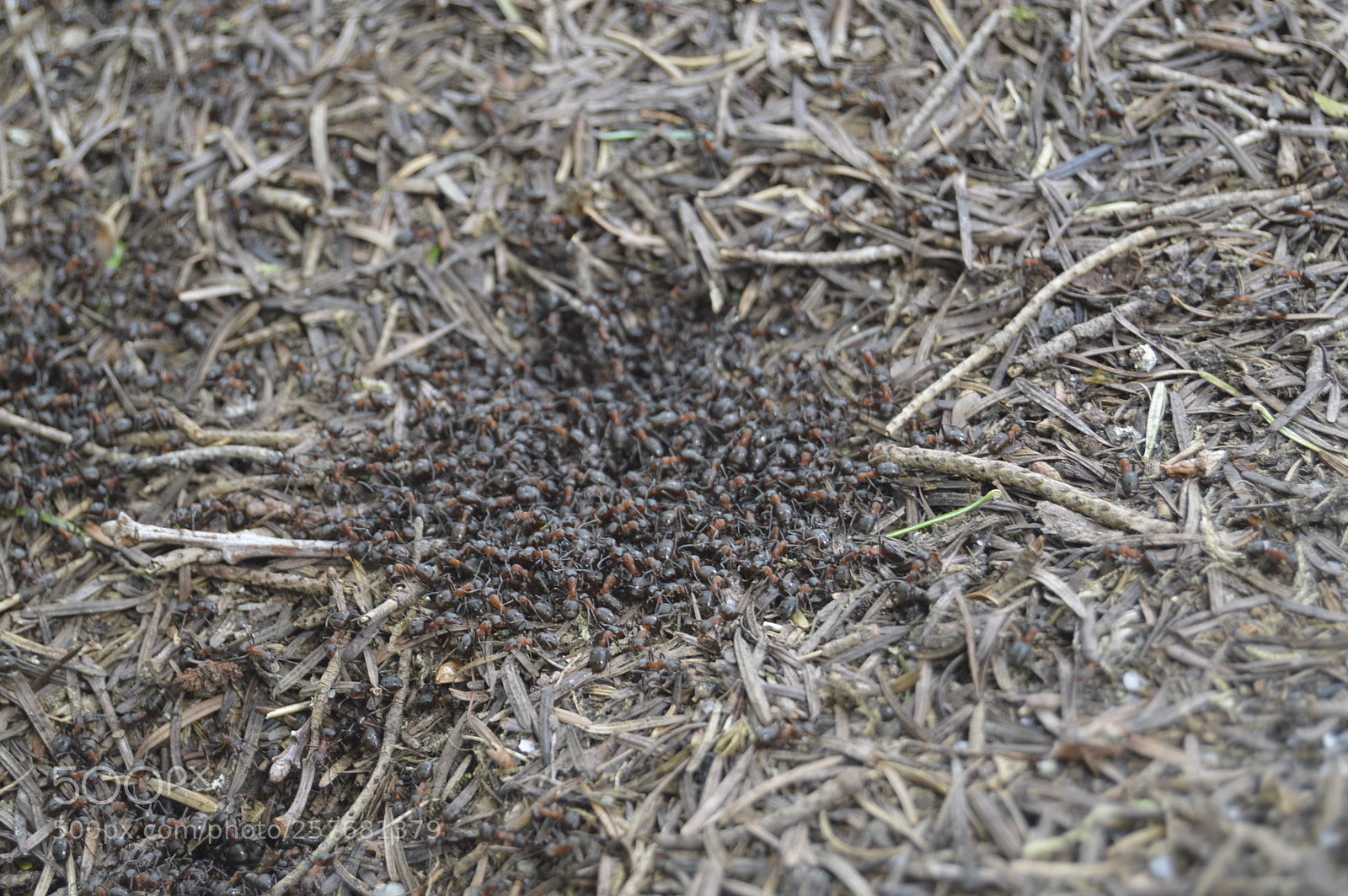 Nikon D3200 sample photo. Skøn natur photography