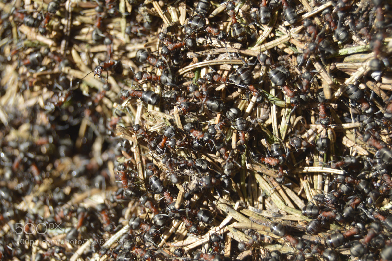 Nikon D3200 sample photo. Skøn natur photography