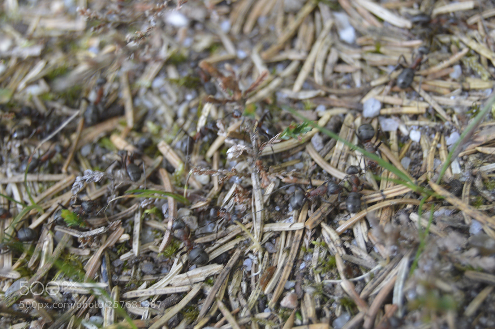 Nikon D3200 sample photo. Skøn natur photography