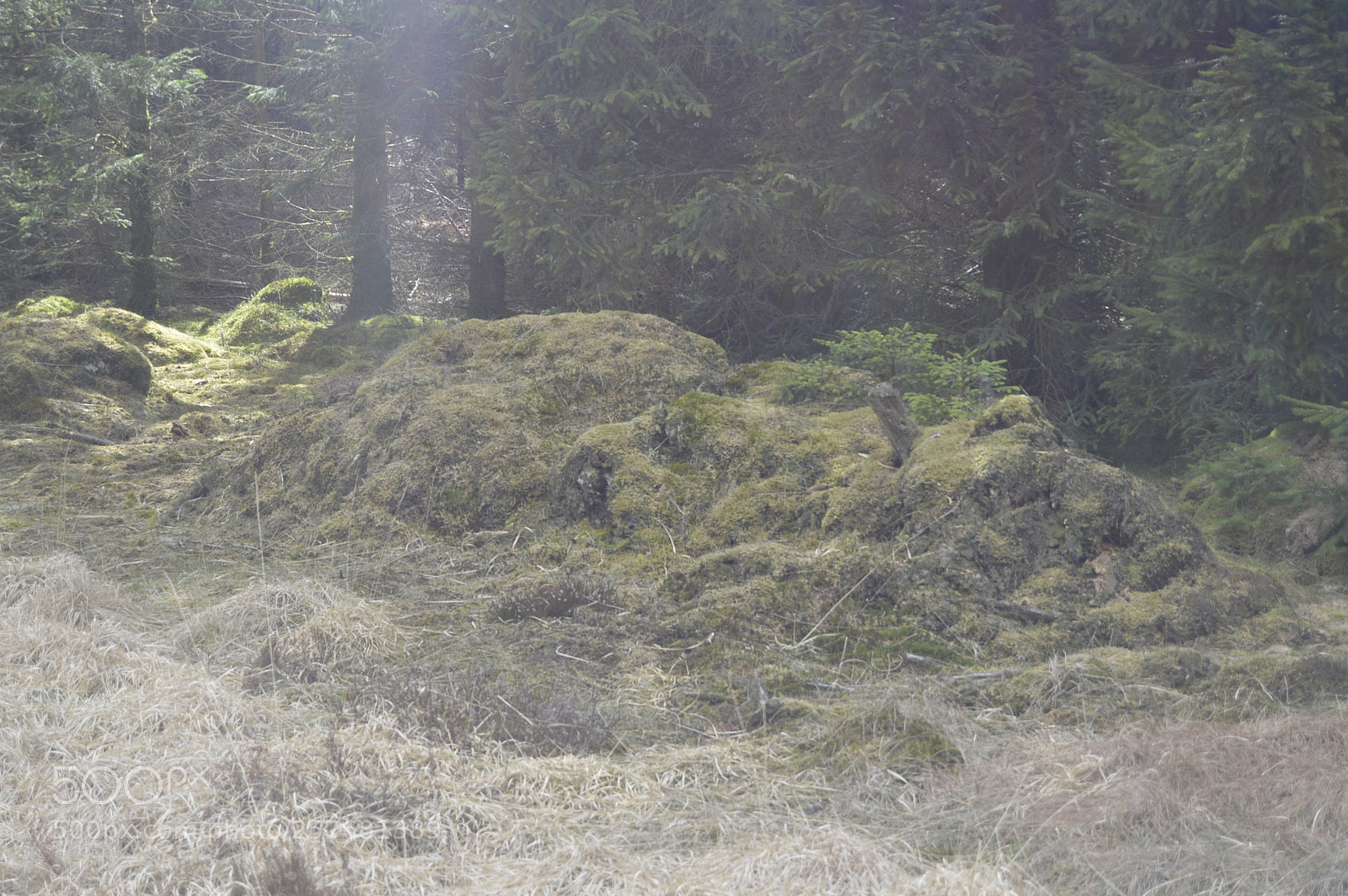 Nikon D3200 sample photo. Skøn natur photography