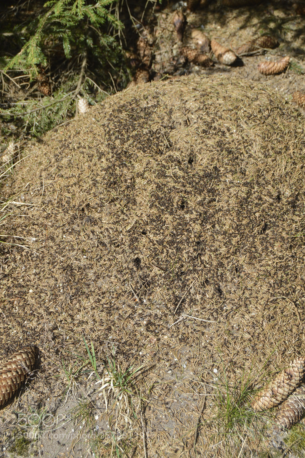 Nikon D3200 sample photo. Skøn natur photography