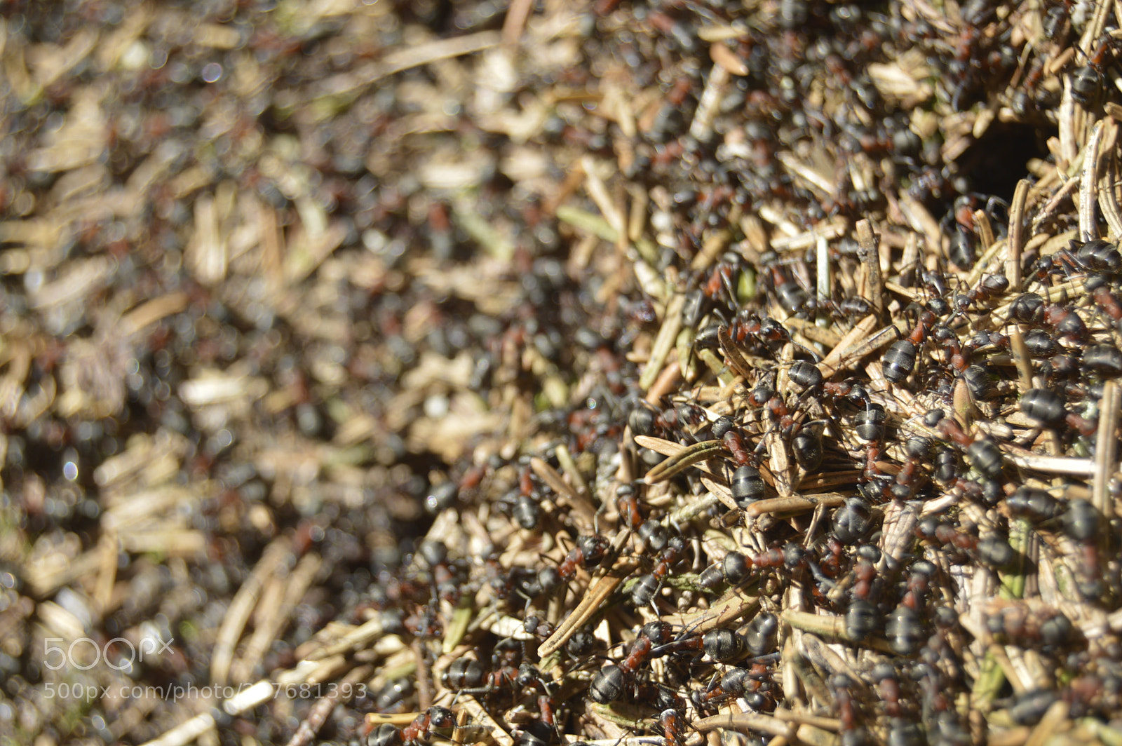 Nikon D3200 sample photo. Skøn natur photography