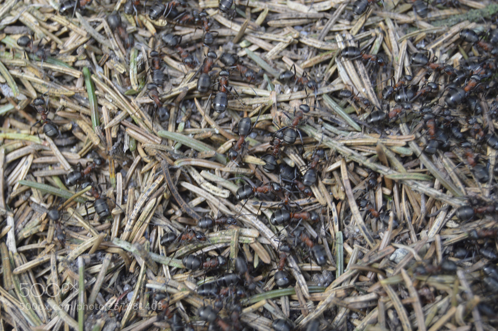 Nikon D3200 sample photo. Skøn natur photography