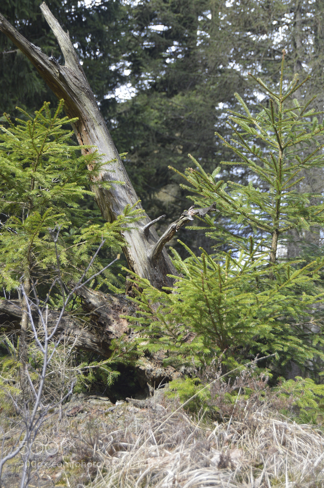 Nikon D3200 sample photo. Skøn natur photography