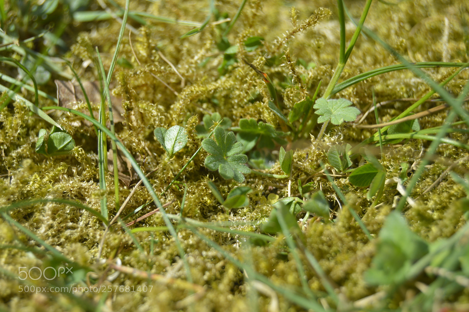 Nikon D3200 sample photo. Skøn natur photography