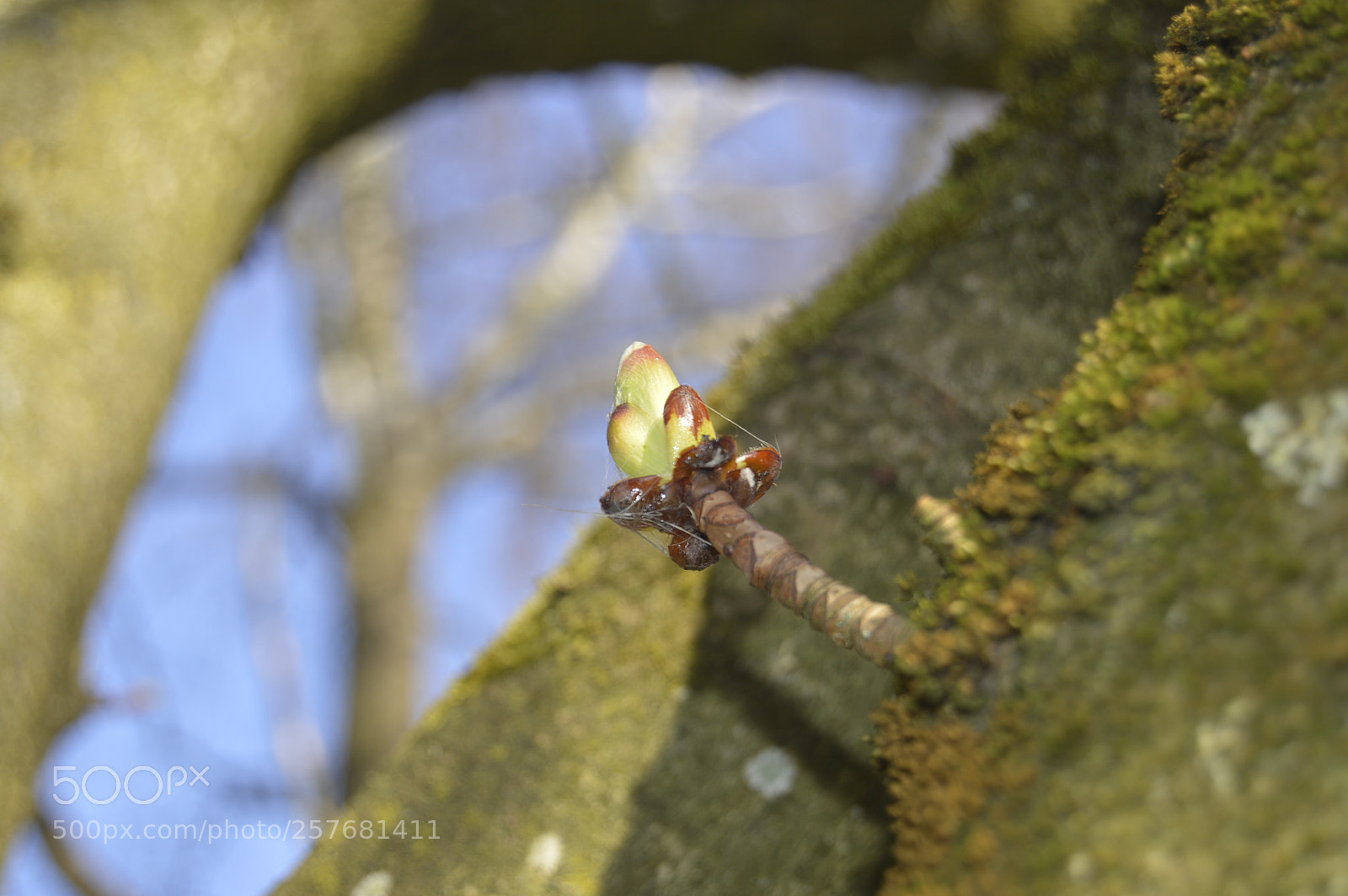 Nikon D3200 sample photo. Skøn natur photography